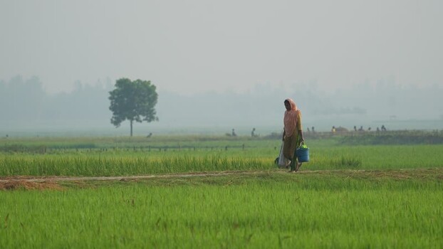 View of a woman walking through rice fields in Bogura Bangladesh.