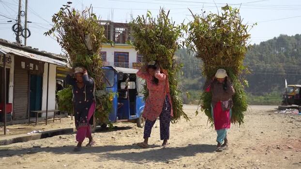 View of women carrying heavy bundles of foliage in Dhangadhi Nepal. View of women carrying heavy bundles of foliage in Dhangadhi Nepal.