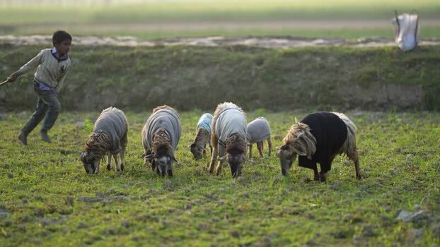 View of a boy herding sheep wearing sweaters in Bogura Bangladesh.