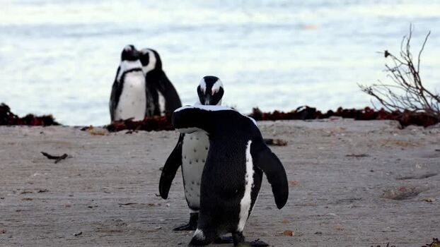 View of penguins at Stoney Point South Africa. View of penguins at Stoney Point South Africa.