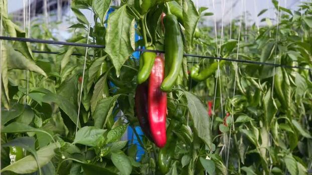 View of chili peppers growing in a greenhouse Mexico.