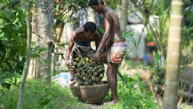 View of workers harvesting betel nuts in a lush garden Bangladesh. View of workers harvesting betel nuts in a lush garden Bangladesh.