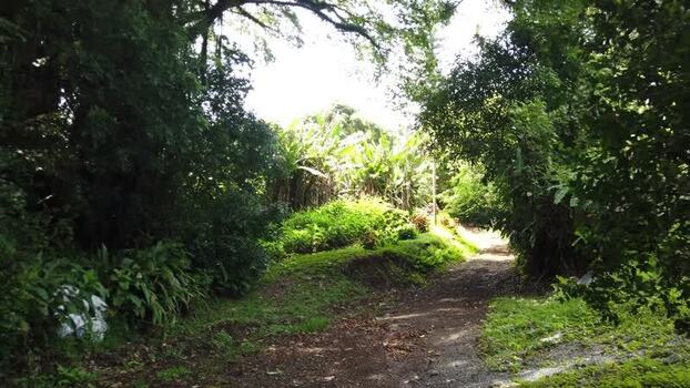 View of a dirt path through tropical vegetation Pitcairn Islands.