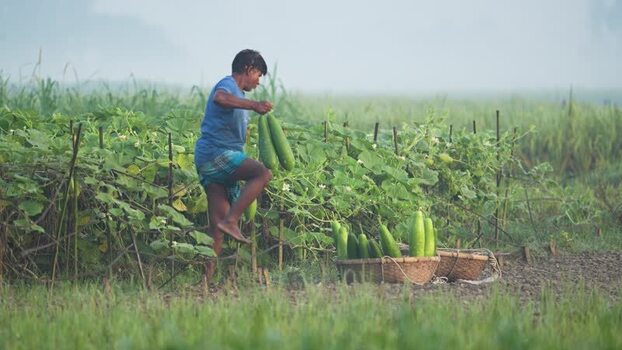 View of a farmer harvesting bottle gourds in a field Bangladesh.
