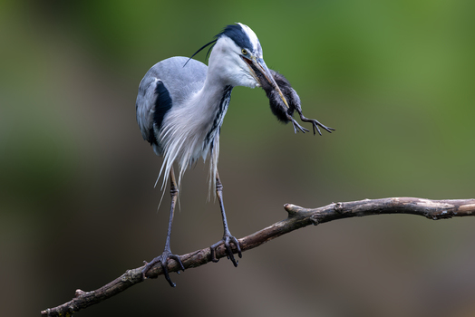 View of a grey heron perched on a branch while holding a small mammal in its beak against a blurred green background in Selestat Grand Est France.