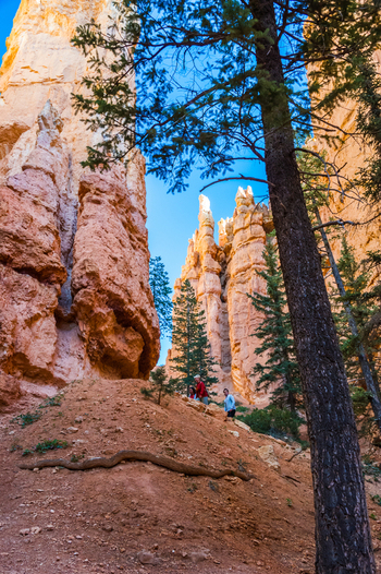View of Bryce Canyon National Park with hikers on a trail surrounded by orange hoodoos and pine trees in Utah United States.