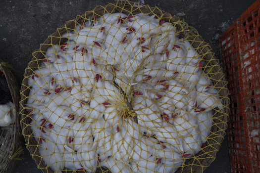 Kolkata India 06 December 2024 View of a basket brimming with tightly packed white chickens their red crests peeking through a yellow net creating a textured spectacle. Kolkata India 06 December 2024 View of a basket brimming with tightly packed white chickens their red crests peeking through a yellow net creating a textured spectacle.