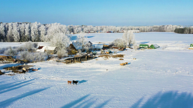 Aerial view of a snow covered farm with frost covered trees grazing cattle and rustic outbuildings under a clear blue sky in Latvija. Aerial view of a snow covered farm with frost covered trees grazing cattle and rustic outbuildings under a clear blue sky in Latvija.