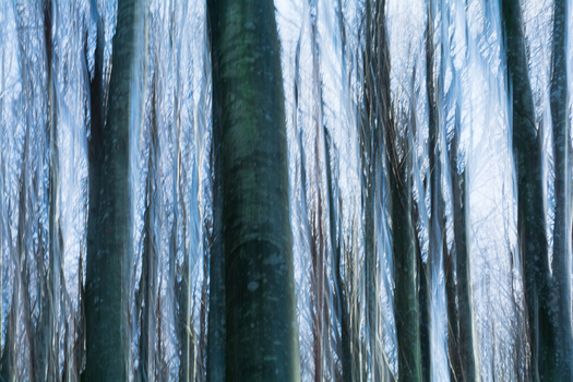View of a forest s ethereal dance with blurred trees reaching for a soft diffused light creating a serene almost dreamlike scene Comano Tuscany Italy. View of a forest s ethereal dance with blurred trees reaching for a soft diffused light creating a serene almost dreamlike scene Comano Tuscany Italy.