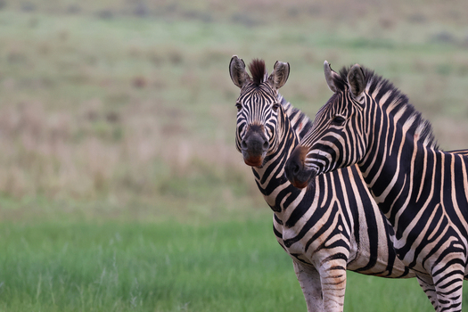 View of two striking zebras with their bold black and white stripes standing alert against a soft verdant green grassland Kruger Park South Africa. View of two striking zebras with their bold black and white stripes standing alert against a soft verdant green grassland Kruger Park South Africa.