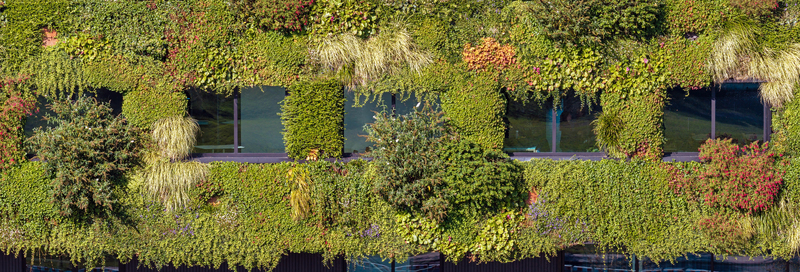 Aerial view of a lush green wall covering a building facade with diverse plants and integrated windows in Almere Flevoland Netherlands.