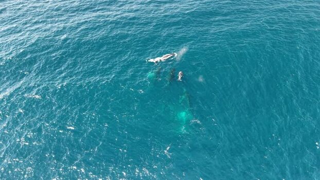 Aerial view of whales swimming near Long Reef Beach Australia.