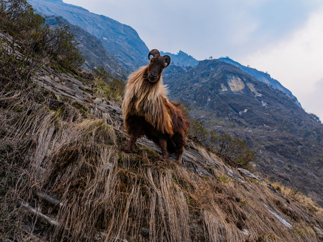 Aerial view of a Himalayan Tahr standing on a steep grassy and rocky mountain slope in the Himalayas Nepal.
