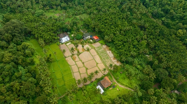 Aerial view of terraced rice paddies surrounded by lush coconut palm trees and rural houses in the tropical landscape of Honnavar Karnataka India.