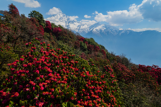 Aerial view of vibrant red rhododendron flowers in full bloom on a mountain slope with snow capped Himalayan peaks in the background in Nepal.
