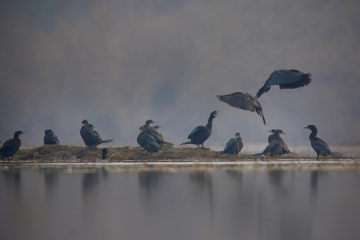 View of a flock of cormorants resting on a small grassy island in a calm lake with one bird taking flight in Kamoke Punjab Pakistan. View of a flock of cormorants resting on a small grassy island in a calm lake with one bird taking flight in Kamoke Punjab Pakistan.