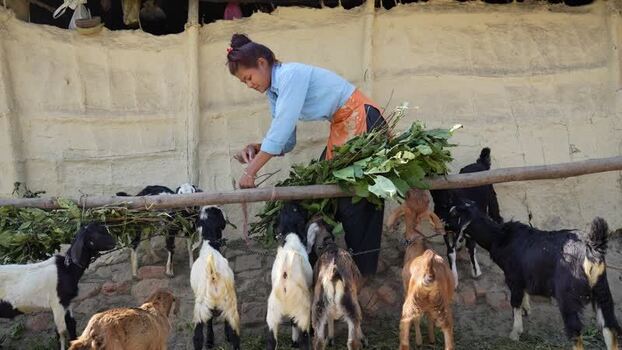 View of a woman feeding goats with green leaves in Nepal. View of a woman feeding goats with green leaves in Nepal.