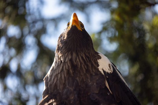 View of a Steller s sea eagle looking upwards with its yellow beak and dark plumage against a blurred forest background in Selestat Grand Est France.