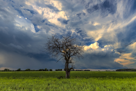 View of a lone bare tree standing in a green field under dramatic storm clouds and a turbulent sky in Nasielsk Masovian Voivodeship Poland. View of a lone bare tree standing in a green field under dramatic storm clouds and a turbulent sky in Nasielsk Masovian Voivodeship Poland.