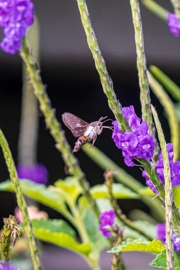 View of a hummingbird moth hovering near vibrant purple flowers in a garden in Antioquia Colombia.