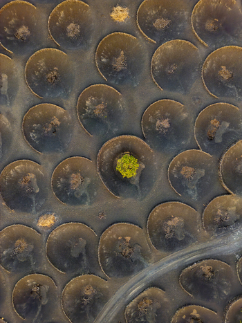 Aerial view of the volcanic vineyards of La Geria with circular stone walls protecting vines in Lanzarote Canarias Spain. Aerial view of the volcanic vineyards of La Geria with circular stone walls protecting vines in Lanzarote Canarias Spain.