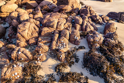 View of reddish brown rocks covered in small shells and seaweed on the sandy beach in Cloughglass County Donegal Ireland. View of reddish brown rocks covered in small shells and seaweed on the sandy beach in Cloughglass County Donegal Ireland.