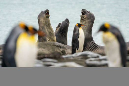 View of southern elephant seals with mouths open and king penguins on the beach at Gold Harbour South Georgia and the South Sandwich Islands. View of southern elephant seals with mouths open and king penguins on the beach at Gold Harbour South Georgia and the South Sandwich Islands.