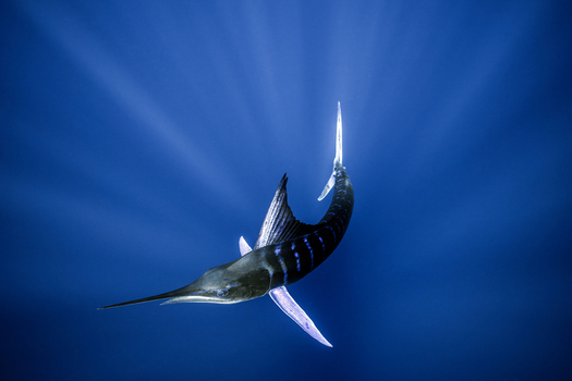 View of a striped marlin swimming in deep blue ocean water with sunbeams filtering from the surface in Magdalena Bay Mexico.