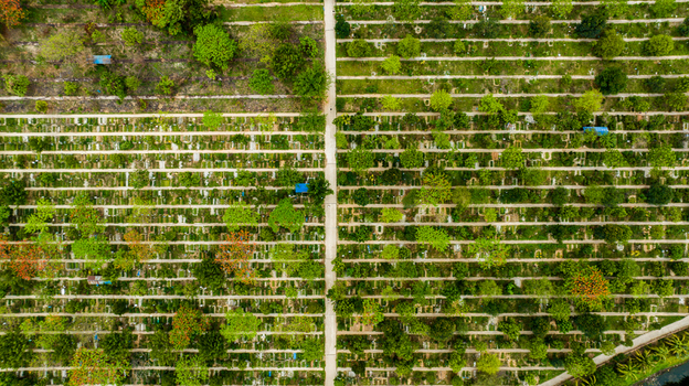Aerial view of Rayer Bazaar cemetery featuring organized rows of graves interspersed with lush green trees and a central pathway in Dhaka Dhaka Division Bangladesh.