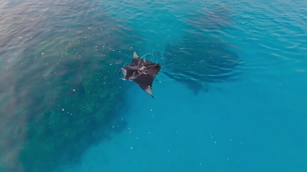 Aerial view of manta ray swimming Maldives. Aerial view of manta ray swimming Maldives.