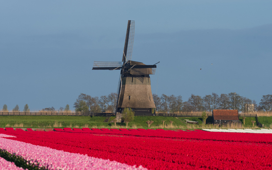 View of the historic Bovenmolen G windmill standing behind a blooming field of red and pink tulips under a clear blue sky in Schermerhorn Noord Holland Netherlands. View of the historic Bovenmolen G windmill standing behind a blooming field of red and pink tulips under a clear blue sky in Schermerhorn Noord Holland Netherlands.