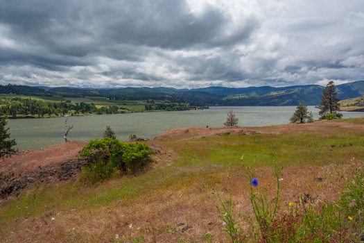 View of the Columbia River near Hood River featuring rolling hills grassy meadows with wildflowers and a cloudy sky in Hood River Oregon United States.