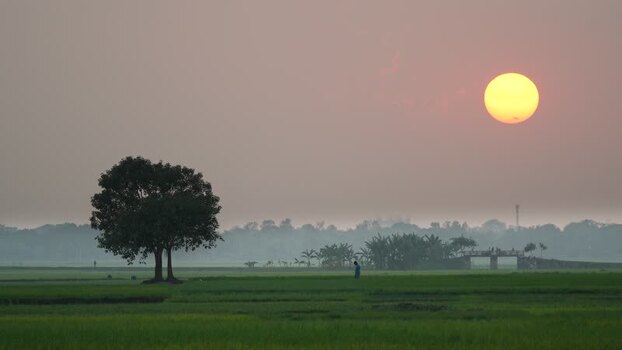 View of a large tree in a green field at sunset Bangladesh.