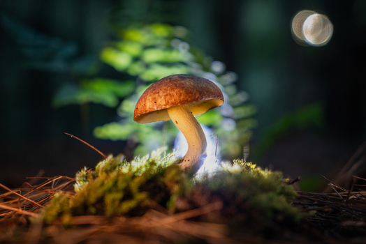 View of a luminous mushroom with a velvety brown cap emerging from soft green moss in a dark mysterious forest Kabupaten Soppeng South Sulawesi Indonesia.