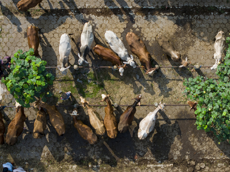 Aerial view of cows and cattle at the Animal Market Prambanan with people walking on the paved ground in Kecamatan Prambanan Jawa Tengah Indonesia. Aerial view of cows and cattle at the Animal Market Prambanan with people walking on the paved ground in Kecamatan Prambanan Jawa Tengah Indonesia.