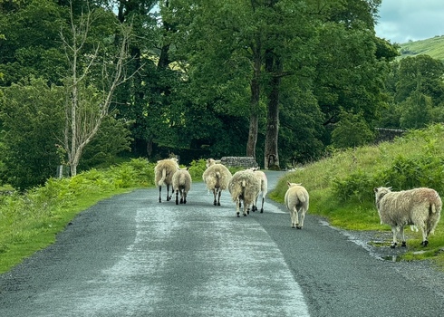 View of a flock of sheep walking along a narrow country road in Yorkshire surrounded by lush green trees and stone walls in Hawes England United Kingdom. View of a flock of sheep walking along a narrow country road in Yorkshire surrounded by lush green trees and stone walls in Hawes England United Kingdom.