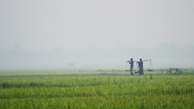 View of farmers walking through a misty rice field in Bangladesh.