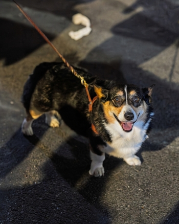 Brooklyn New York USA 14 June 2026 View of a happy Pembroke Welsh Corgi standing on an asphalt street while wearing a leather harness and leash. Brooklyn New York USA 14 June 2026 View of a happy Pembroke Welsh Corgi standing on an asphalt street while wearing a leather harness and leash.