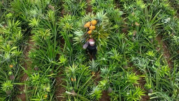 Aerial view of a worker harvesting pineapples in Madhupur Bangladesh.