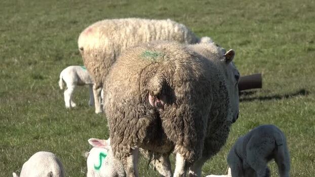 View of sheep and lambs grazing in a green field Ireland.