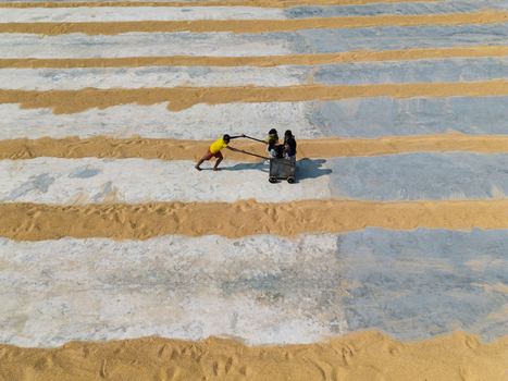 Brahmanbaria Bangladesh 25 January 2026 Aerial view of workers pushing a cart across a rice drying yard with alternating stripes of golden grain and light colored ground.