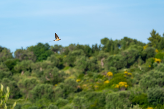 View of a swallow flying over the lush green trees and vegetation near the Narta Lagoon in Zvernec Vlore County Albania.