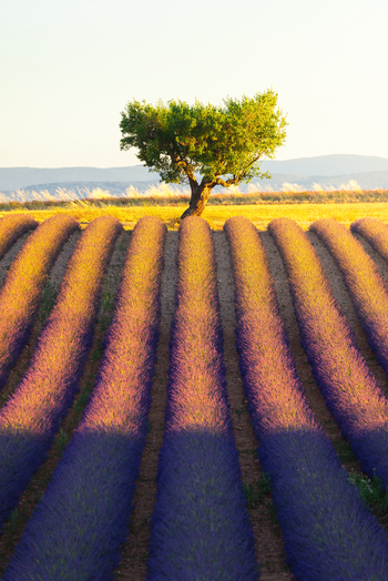 View of the Lavandes Angelvin lavender fields with rows of purple flowers and a solitary tree under golden light in Valensole Provence Alpes Cote d Azur France. View of the Lavandes Angelvin lavender fields with rows of purple flowers and a solitary tree under golden light in Valensole Provence Alpes Cote d Azur France.