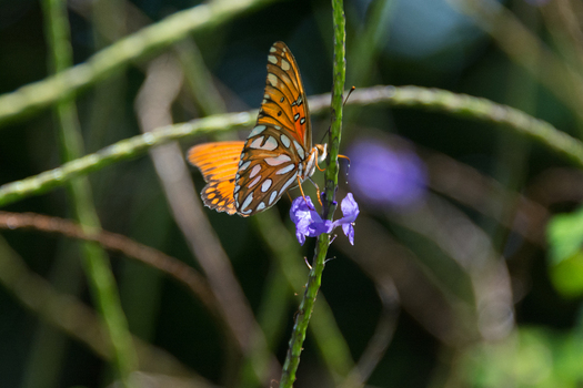 View of a Gulf Fritillary butterfly resting on a purple flower in a garden in Maui County Hawaii United States.