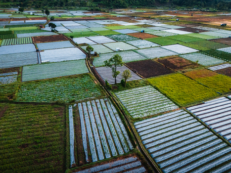 Aerial view of the agricultural basin of Sembalun at the foothills of Mount Rinjani featuring vibrant patchwork fields and rows of crops Sembalun West Nusa Tenggara Indonesia. Aerial view of the agricultural basin of Sembalun at the foothills of Mount Rinjani featuring vibrant patchwork fields and rows of crops Sembalun West Nusa Tenggara Indonesia.