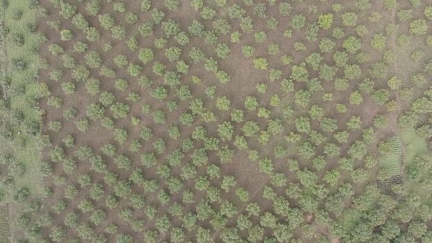 Aerial view of trees in Nyeri Kenya.