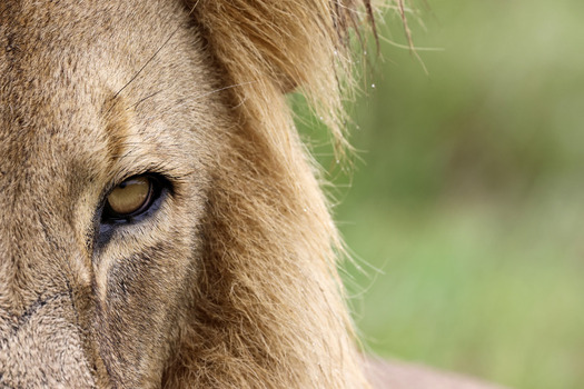 View of a close up of a male lion s intense yellow eye and golden mane with a soft green background in the wilderness of Waterberg District Municipality Limpopo South Africa. View of a close up of a male lion s intense yellow eye and golden mane with a soft green background in the wilderness of Waterberg District Municipality Limpopo South Africa.
