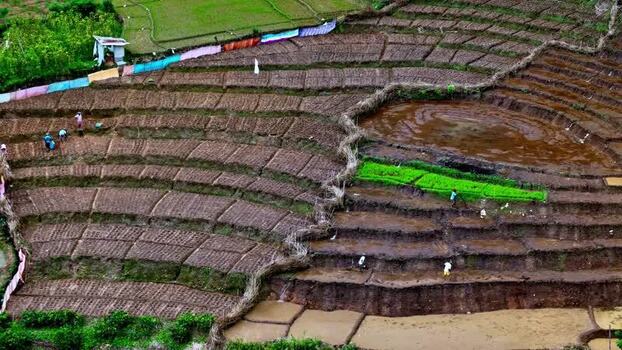 Aerial view of terraced rice fields with farmers in Sri Lanka.