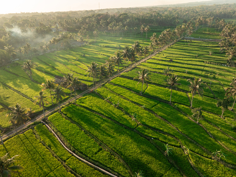Aerial view of the lush green rice terraces of Cancangan with palm trees and a dirt path illuminated by soft golden hour light in Kecamatan Cangkringan Daerah Istimewa Yogya Indonesia. Aerial view of the lush green rice terraces of Cancangan with palm trees and a dirt path illuminated by soft golden hour light in Kecamatan Cangkringan Daerah Istimewa Yogya Indonesia.