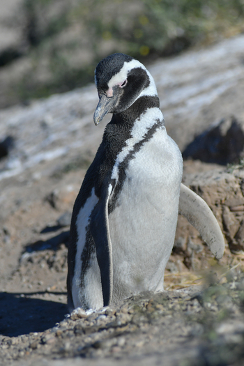 View of a Magellanic penguin standing on the rocky ground of a coastal colony in Puerto Madryn Chubut Argentina. View of a Magellanic penguin standing on the rocky ground of a coastal colony in Puerto Madryn Chubut Argentina.